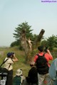 A group of people taking pictures of a naked woman in a tree.